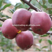 China frischer Huaniu-Apfel des Guansu-Ursprungs